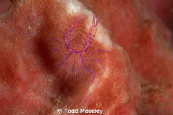 Hairy by Todd Moseley 